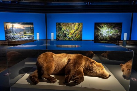 New exhibition at Gasometer Oberhausen, Mythos Wald, on 3 levels and with several thematic