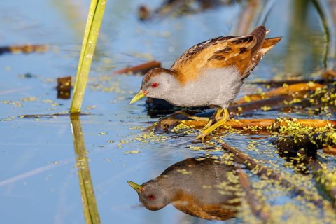 Little Crake (Porzana parva) male foraging, Lesvos, Greece