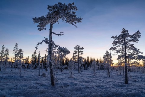 Thick frosted pines and spruces in swamps at dusk, Norrbotten, Lapland, Sweden, November 2022