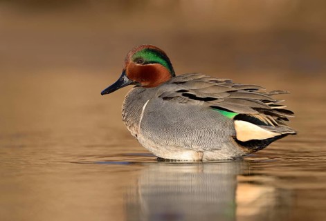 Green-winged Teal (Anas carolinensis) male, British Columbia, Canada