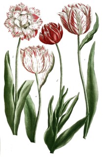 Botany, plants, a. tulipa miniata, b. tulipa miniata flore pleno, c. tulipa latifolia, d. tulipa