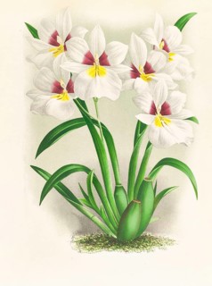 Orchid, miltonia roezli, authentic reproduction of an illustration by Jean Jules Linden (1817 -