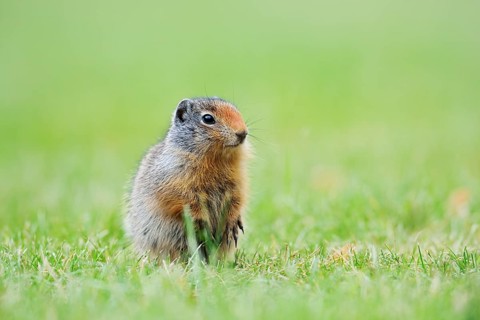 Columbia ground squirrel (Urocitellus columbianus, Spermophilus columbianus), juvenile, Waterton