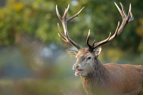 Red deer (Cervus elaphus) adult male stag animal roaring with its mouth open during the annual rut