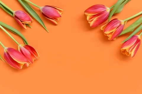 Top view of dark pink tulip flowers with yellow tips on orange background. Floral spring background