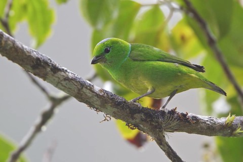 Golden-browed Clorophonia (Chlorophonia callophrys) perched on a branch in Costa Rica, Central