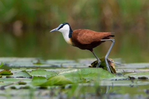 African Jacana (Actophilornis africanus) foraging, Uganda