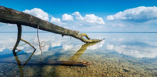 Untouched nature on the banks of Lake Müritz, tree trunks lying in the water, blue sky with cumulus