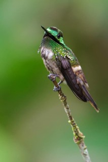 Festive Coquette (Lophornis chalybeus) perched on a branch in the Atlantic rainforest of southeast