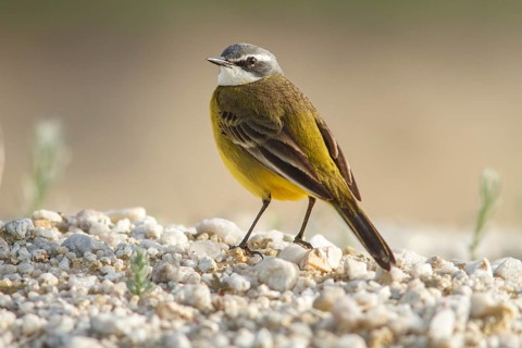 Spanish Wagtail (Motacilla flavia iberiae), on field floor, Galicia, Spain