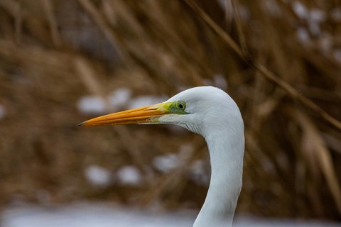 Great White Egret (Egretta alba) Germany