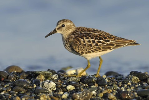 Least Sandpiper (Calidris minutilla), British Columbia, Canada