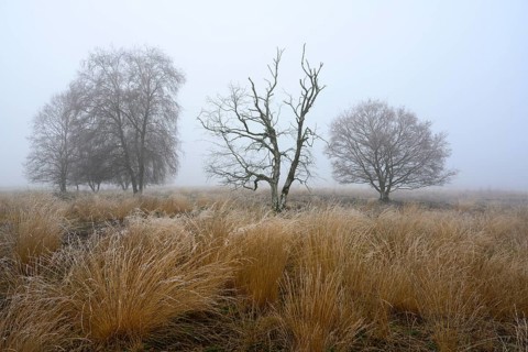 Birches in winter Rehdener Geestmoor in fog, Diepholzer Moorniederung, Rehden, Lower Saxony,