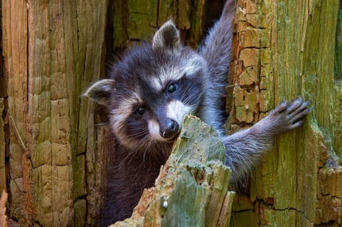 Young raccoon (Procyon lotor) on a discovery tour, Steinhagen, North Rhine-Westphalia, Germany