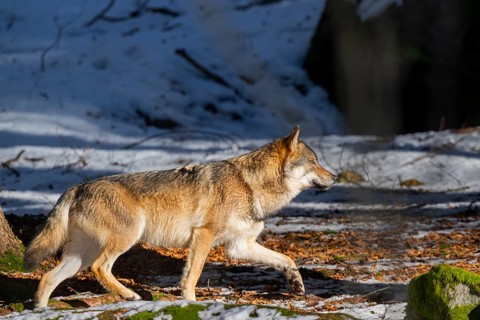 European gray wolf (Canis lupus lupus) walking in a forest in winter, snow, Bavaria, Germany