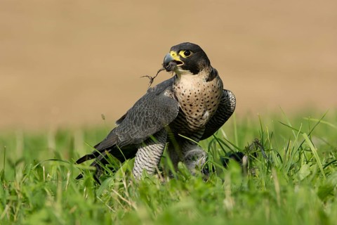 Peregrine Falcon (Falco peregrinus) captive, with prey, Saxony, Germany