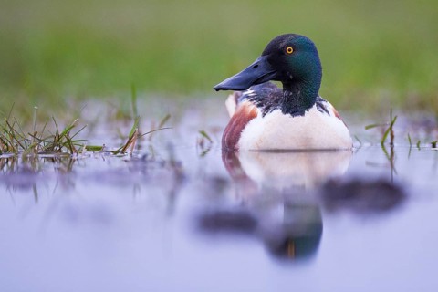 Northern Shoveler (Spatula clypeata) male, Mecklenburg-Western Pomerania, Germany