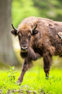 European bison (Bison bonasus) walking on a meadow in summer, Bavarian Forest, Germany