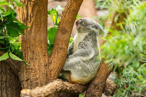 Koala (Phascolarctos cinereus) sitting on a tree, captive, distribution South Australia, Australia,