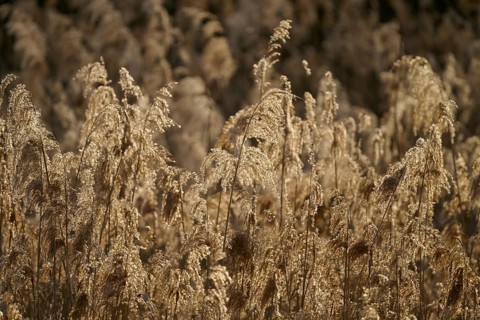 Dense reed grass field with brown stalks in an autumnal atmosphere, Vogelinsel, Altmühlsee, Muhr am