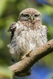 Little owl, (Athene noctua), animals, birds, owls, family of owls, Plateau Oberflörsheim, district