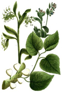 Botany, plants, a. sycomorus mulberry fig, b. symphytum maculosum, c, symphytum majus flore albo