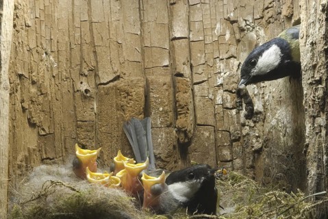Great Tit (Parus major), Saxony, Germany