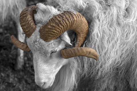 Sheep (Ovis aries), portrait of a male Moorschnucke with horn, Rehna, Mecklenburg-Vorpommern,
