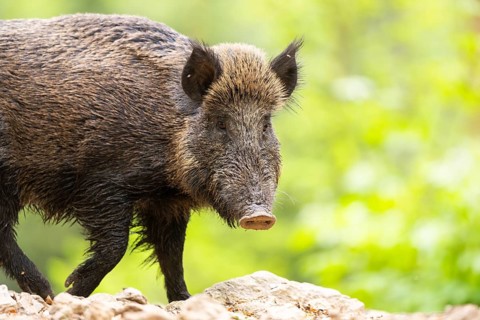 Wild boar (Sus scrofa) walking in a forest, Bavaria, Germany