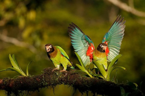 Brown-hooded Parrot (Pyrilia haematotis), Costa Rica