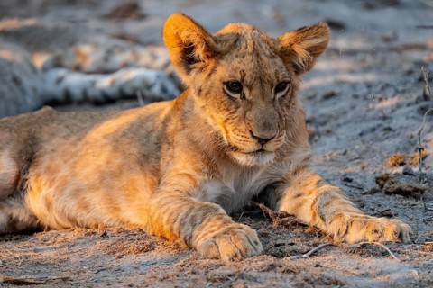 Cub, lion (Panthera leo) lying, Savuti, Chobe National Park, Botswana