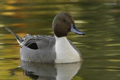 Northern Pintail (Anas acuta) male, Arizona, USA