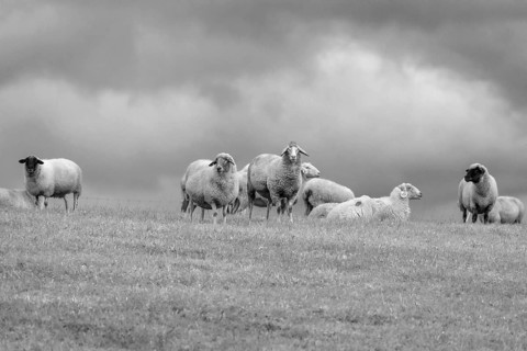 Sheep in the pasture, Middle Franconia, black and white, Bavaria, Germany