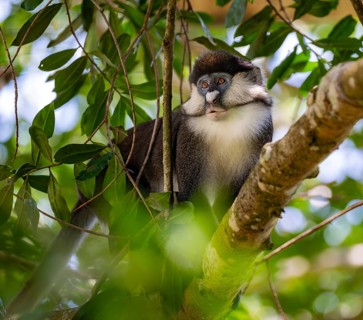 Red-tailed guenon or Congo white-nosed guenon (Cercopithecus ascanius schmidti), sitting on a tree,