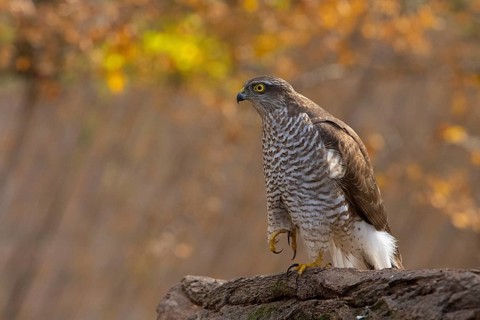 Eurasian Sparrowhawk (Accipiter nisus), Subotica, Serbia