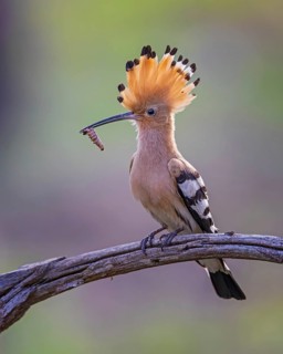Eurasian Hoopoe (Upupa epops) with food in beak, Saxony-Anhalt, Germany