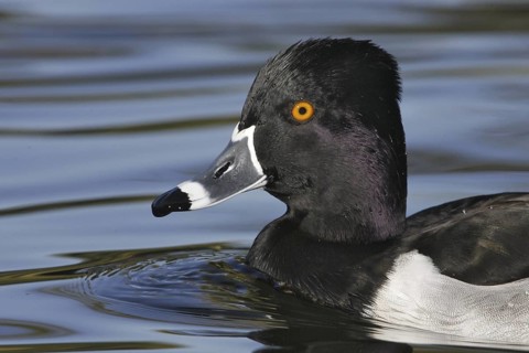 Ring-necked Duck (Aythya collaris) male, Arizona, USA