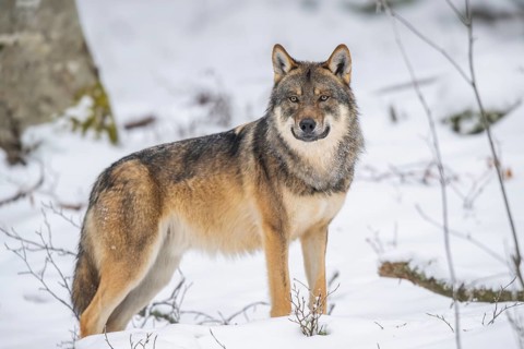European gray wolf (Canis lupus lupus) standing in a forest in winter, snow, Bavaria, Germany