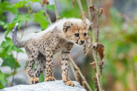 Cheetah (Acinonyx jubatus) youngster walking on a rock, captive, occurrence Africa