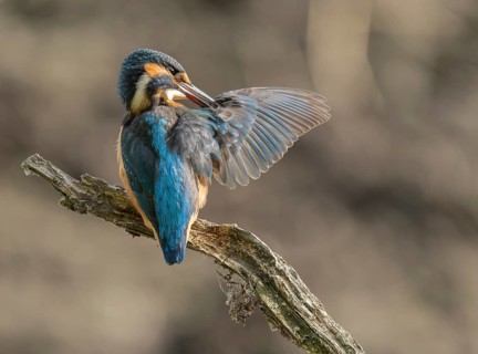 Kingfisher (Alcedo atthis) sitting on an old branch, perch with outstretched wings during plumage
