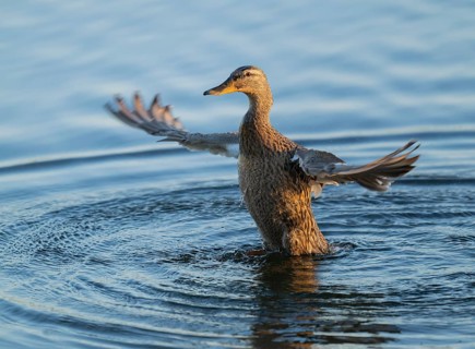 Mallard (Anas platyrhynchos), female, on a lake, flapping her wings, blue water, Lower Saxony,