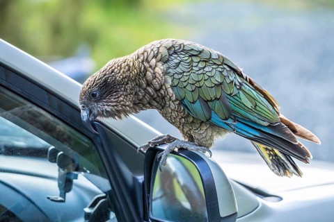 A Kea sits on a car's exterior mirror. Milford Road, Fiordland National Park, Southland Region,