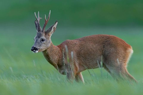 Roebuck (Capreolus capreolus) in the evening in a meadow, leaf time, mating season, August, Germany