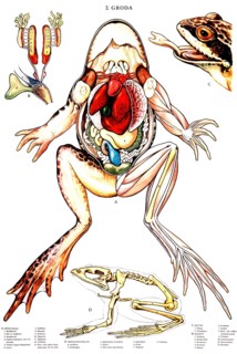 Anatomical diagram of a frog depicting various aspects of the animal. It shows the internal organs,