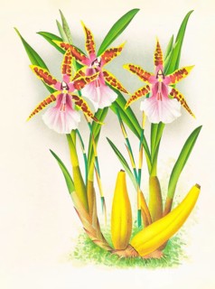 Orchid, Miltonia blunti, authentic reproduction of an illustration by Jean Jules Linden (1817 -