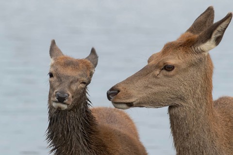 Red deer (Cervus elaphus) adult female parent animal and juvenile fawn interacting together,