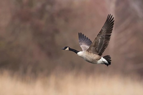 Canada Goose (Branta canadensis) flying, Baden-Wuerttemberg, Germany