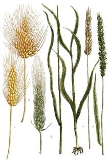 Botany, plants, triticum, a. hibernum, b. aristis circumavalatum, c, aristis longioribus, d. rufum
