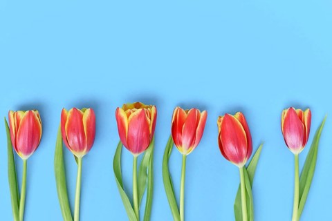 Dark pink tulip flowers with yellow tips on blue background. Floral spring background with copy