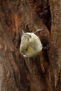 Forty-spotted Pardalote (Pardalotus quadragintus), Tasmania, Australia